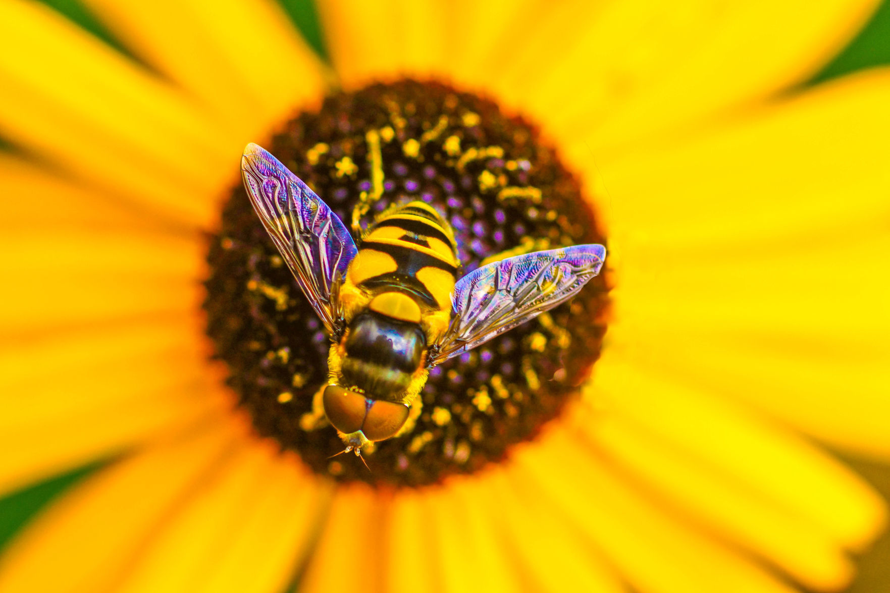 You can BEE informed - bee on a bright sunflower